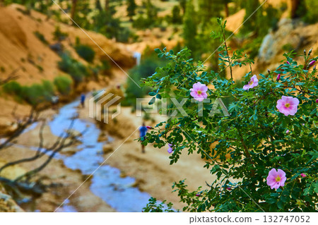 Wildflowers and Stream Along Mossy Cave Trail in Utah Canyon Landscape 132747052