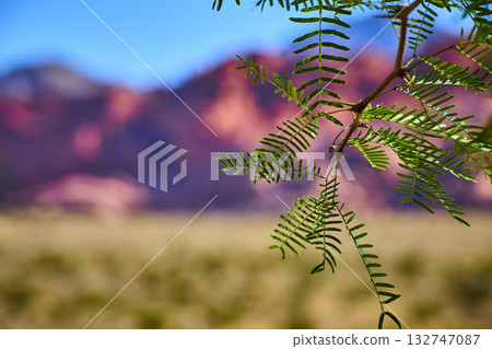 Desert Foliage Close Up Against Red Rock Sandstone And Blue Sky In Nevada 132747087