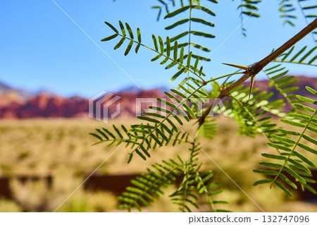 Desert Plant Close Up with Thorns and Red Rock Mountains in Sunlit Nevada Landscape Desert Plant Close Up with Thorns and Red Rock Mountains in Sunlit Nevada Landscape 132747096