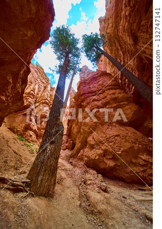 Bryce Canyon Wall Street Trail Lone Pine Trees and Red Rock Cliffs Low Perspective Bryce Canyon Wall Street Trail Lone Pine Trees and Red Rock Cliffs Low Perspective 132747141