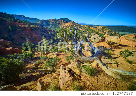Red Canyon Utah Twisted Tree Trunk Red Rock Landscape and Arches Trail Scenery Red Canyon Utah Twisted Tree Trunk Red Rock Landscape and Arches Trail Scenery 132747157