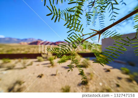 Desert Plant Branch with Green Leaves and Thorns in Focus Red Rock Mountains Blurred Desert Plant Branch with Green Leaves and Thorns in Focus Red Rock Mountains Blurred 132747158