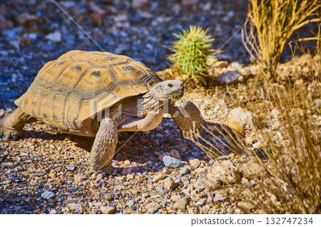 Desert Tortoise Crossing Rocky Terrain in Sunlit Red Rock Nevada Desert Tortoise Crossing Rocky Terrain in Sunlit Red Rock Nevada 132747234