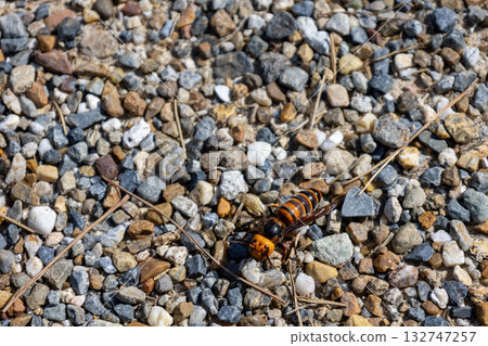 Giant wasp on gravel Giant wasp on gravel 132747257
