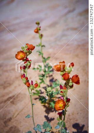 Orange Globemallow Wildflowers Blooming in Utah Desert Close Up Orange Globemallow Wildflowers Blooming in Utah Desert Close Up 132747347