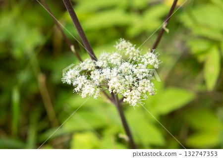 Wild Angelica Blooming in Alpine Meadow. Wild Angelica Blooming in Alpine Meadow. 132747353