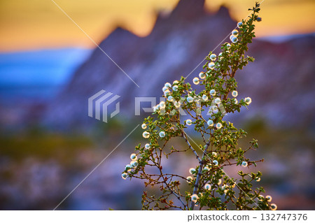 Desert Shrub with White Blooms at Sunset in Rugged Nevada Landscape Desert Shrub with White Blooms at Sunset in Rugged Nevada Landscape 132747376