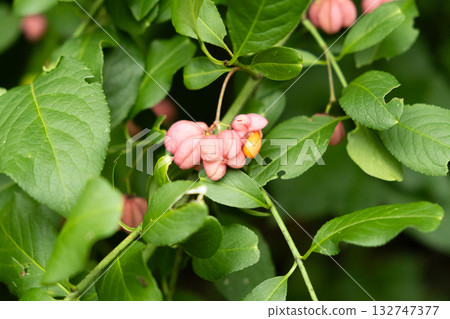 Beautiful Spindle Tree Fruits with Seeds Macro View Beautiful Spindle Tree Fruits with Seeds Macro View 132747377