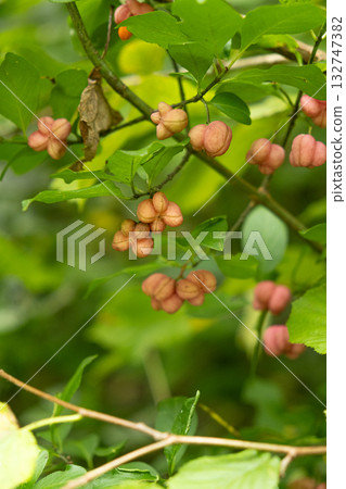 Colorful Euonymus Berries on Branches in Autumn Forest 132747382