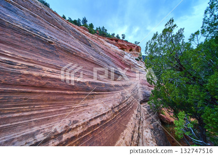 Colorful Sandstone Wall and Desert Trees at Kanab Sand Caves Utah Close Up 132747516