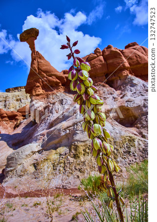 Blooming Yucca and Hoodoo Sandstone Formations Toadstool Hoodoos Utah Blooming Yucca and Hoodoo Sandstone Formations Toadstool Hoodoos Utah 132747523