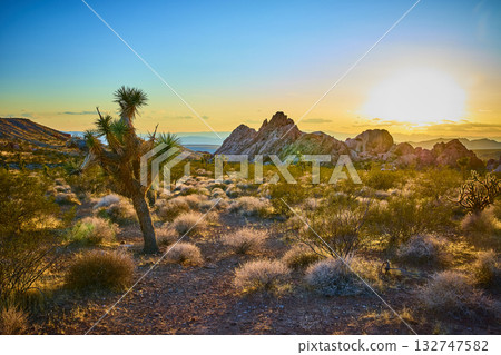 Joshua Tree and Desert Landscape at Sunset with Rocky Outcrops Joshua Tree and Desert Landscape at Sunset with Rocky Outcrops 132747582