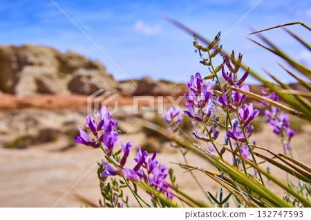 Purple Desert Wildflowers with Blurred Red Rock Formations and Blue Sky Close Up Purple Desert Wildflowers with Blurred Red Rock Formations and Blue Sky Close Up 132747593