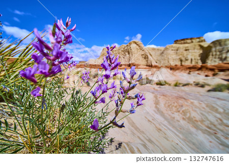 Purple Wildflowers and Sandstone Formations in Utah Desert Close Up 132747616