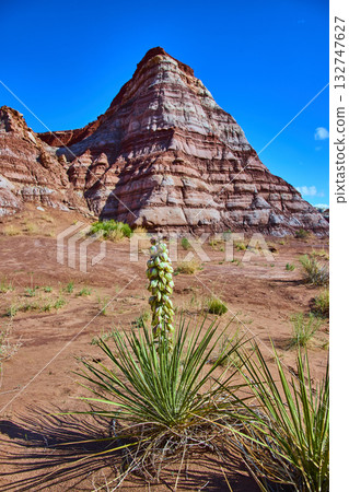 Yucca Plant and Sandstone Buttes in Toadstool Hoodoos Utah Under Blue Sky Yucca Plant and Sandstone Buttes in Toadstool Hoodoos Utah Under Blue Sky 132747627