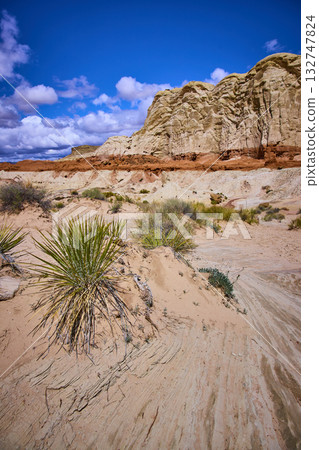 Sandstone Cliffs Desert Vegetation and Sandy Terrain under Blue Sky Utah 132747824