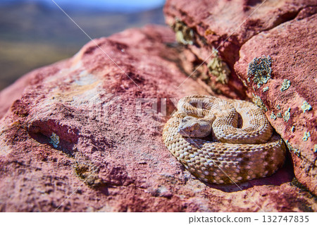 Rattlesnake Coiled on Red Rock in Desert Sunlight Wildlife in Nevada 132747835