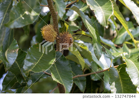Quercus acutissima(橡子) Quercus acutissima(橡子) 132747844