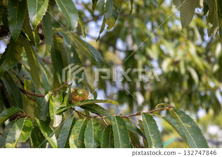 Quercus acutissima (acorn) Quercus acutissima (acorn) 132747846