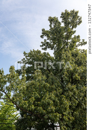 Oak tree Oak tree 132747847