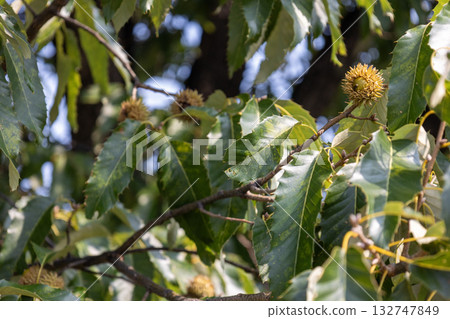 Quercus acutissima(橡子) Quercus acutissima(橡子) 132747849
