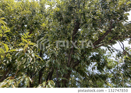 Oak tree Oak tree 132747850