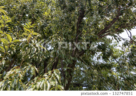 Oak tree Oak tree 132747851