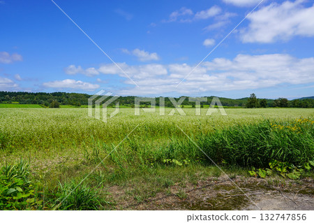 A vast field of buckwheat in the depths of Shintotsukawa Town. A vast field of buckwheat in the depths of Shintotsukawa Town. 132747856