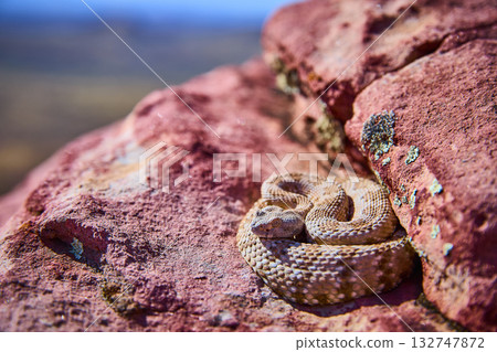 Rattlesnake Coiled on Sunlit Red Rock in Desert Landscape Wildlife Focus Rattlesnake Coiled on Sunlit Red Rock in Desert Landscape Wildlife Focus 132747872