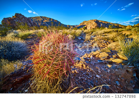 Colorful Barrel Cactus and Rocky Desert Landscape at Sunset Golden Hour 132747898