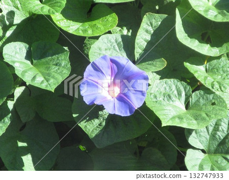 Blue morning glory blooming in late autumn 132747933