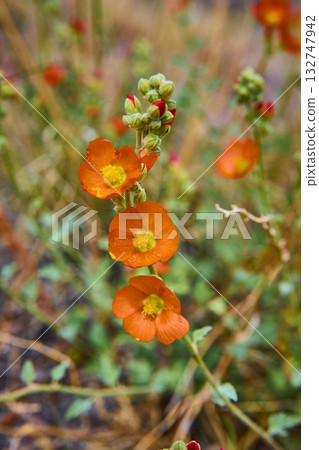Orange Globe Mallow Wildflowers Blooming with Buds Close Up Orange Globe Mallow Wildflowers Blooming with Buds Close Up 132747942