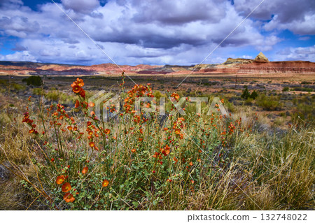 Desert Wildflowers and Red Rock Mesas Catstair Canyon Utah Spring Bloom Desert Wildflowers and Red Rock Mesas Catstair Canyon Utah Spring Bloom 132748022