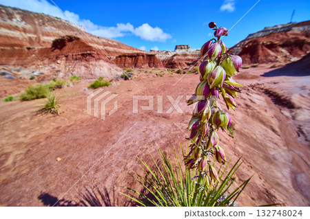 Yucca Plant and Wildflowers in Desert Kanab Toadstool Hoodoos Utah 132748024