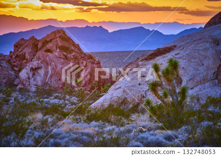 Joshua Tree and Red Rocks at Sunset in Desert Landscape Golden Hour 132748053