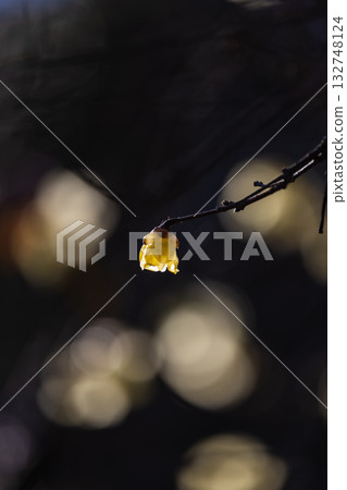 Rhubai Flower Blooming in the Early Spring Rhubai Flower Blooming in the Early Spring 132748124