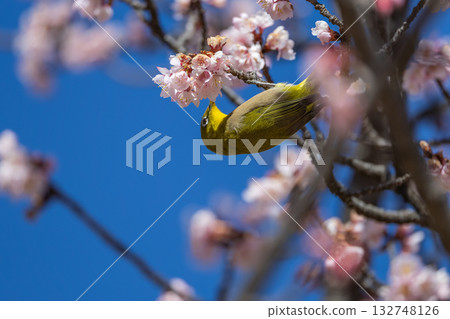 White-eye sucking plum nectar White-eye sucking plum nectar 132748126