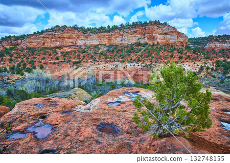 Red Rock Mesa and Desert Pools with Lone Juniper Kanab Utah Red Rock Mesa and Desert Pools with Lone Juniper Kanab Utah 132748155