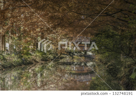 Reflection of metasequoia trees by the water 132748191