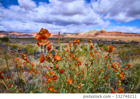 Desert Globemallow Wildflowers in Bloom Catstair Canyon Utah Low Angle 132748211