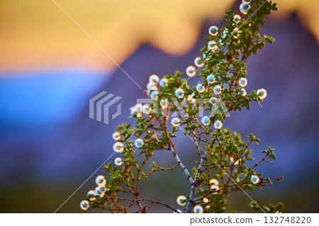 Desert Shrub With White Blooms At Sunset Golden Hour Colors Desert Shrub With White Blooms At Sunset Golden Hour Colors 132748220