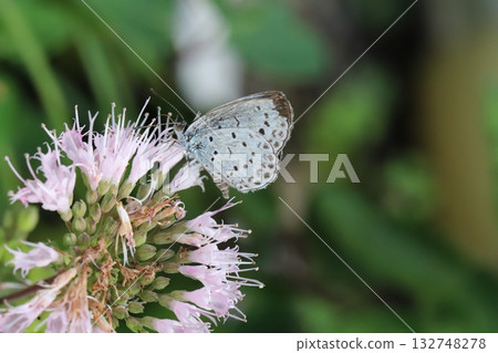 A Yamato Shijimi butterfly sucking nectar from a pink daisy flower blooming in an autumn garden A Yamato Shijimi butterfly sucking nectar from a pink daisy flower blooming in an autumn garden 132748278