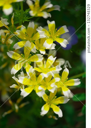 Limnanthes blooming among the bluebonnets at Nagoya Port Wildflower Garden in spring 132748329