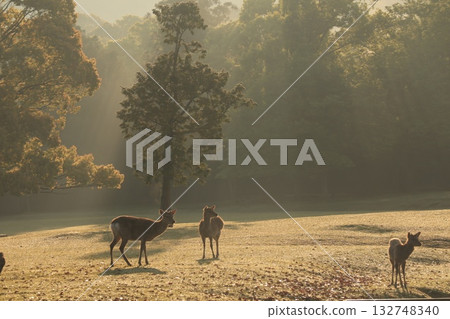 鹿在晨霧中行走 132748340