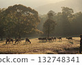 晨霧中的鹿 晨霧中的鹿 132748341