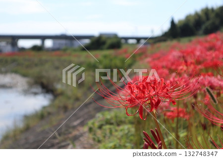 Cluster amaryllis blooming along the embankment 132748347