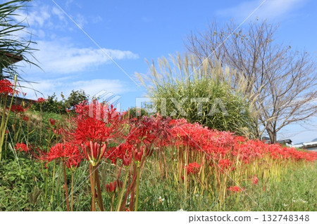 A cluster amaryllis that shines in the blue sky A cluster amaryllis that shines in the blue sky 132748348