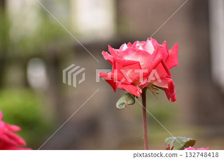 秋雨濕潤的紅玫瑰 秋雨濕潤的紅玫瑰 132748418