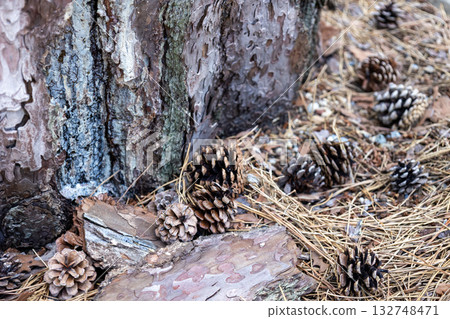 Pine cones fallen on a tree trunk Pine cones fallen on a tree trunk 132748471