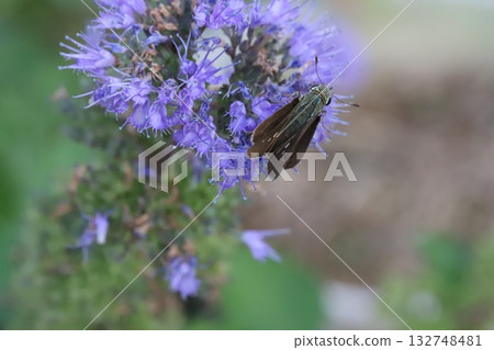 一隻艦長蝶在秋季花園裡盛開的紫色雛菊中吸食花蜜 132748481